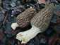 Fakéreg kucsmagomba (Morchella importuna), Balatonfüred